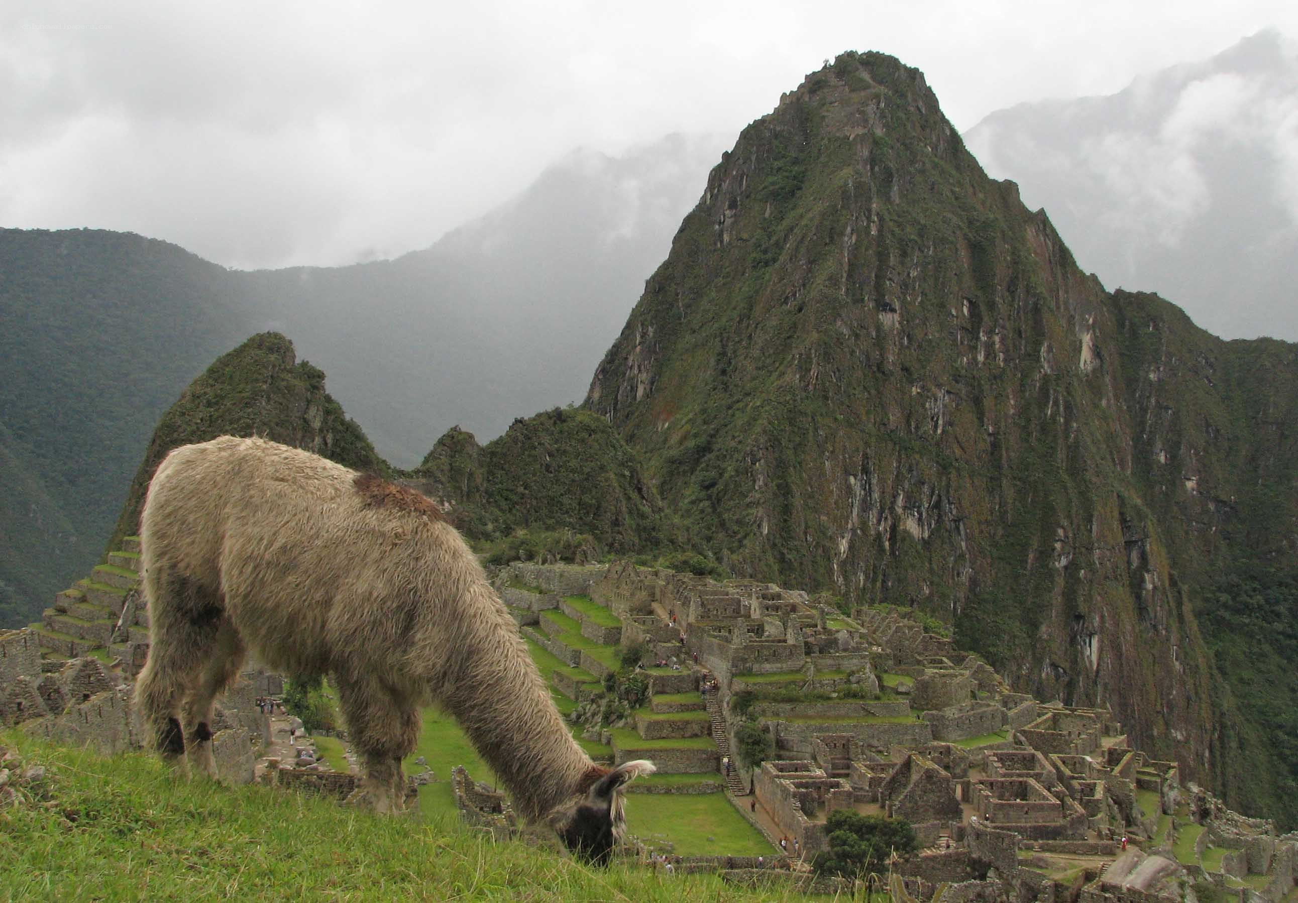Llama at Machu Picchu