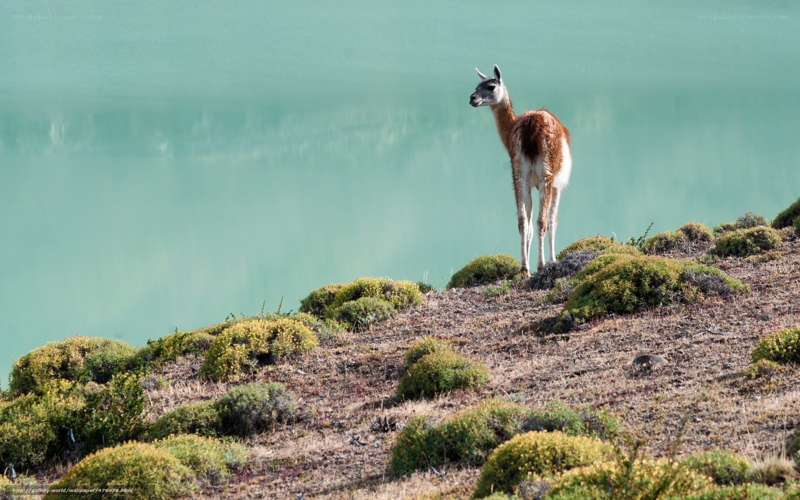 Llama by a turquoise lake