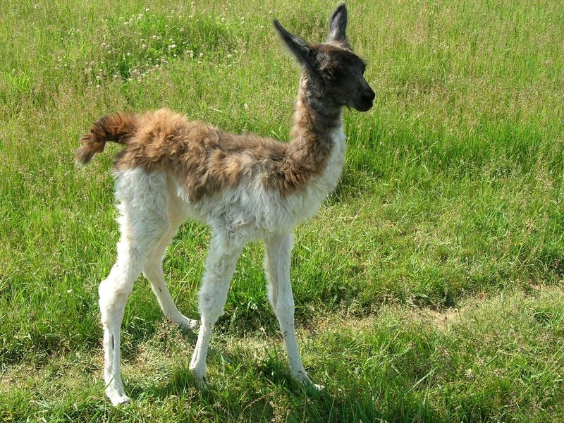 llama calf in a grassy field