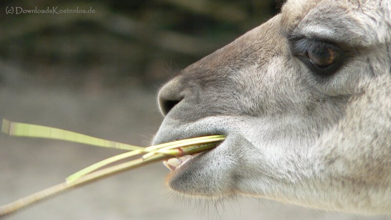 Llama eating grass
