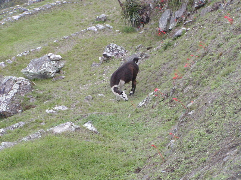Llama Grazing on Hillside