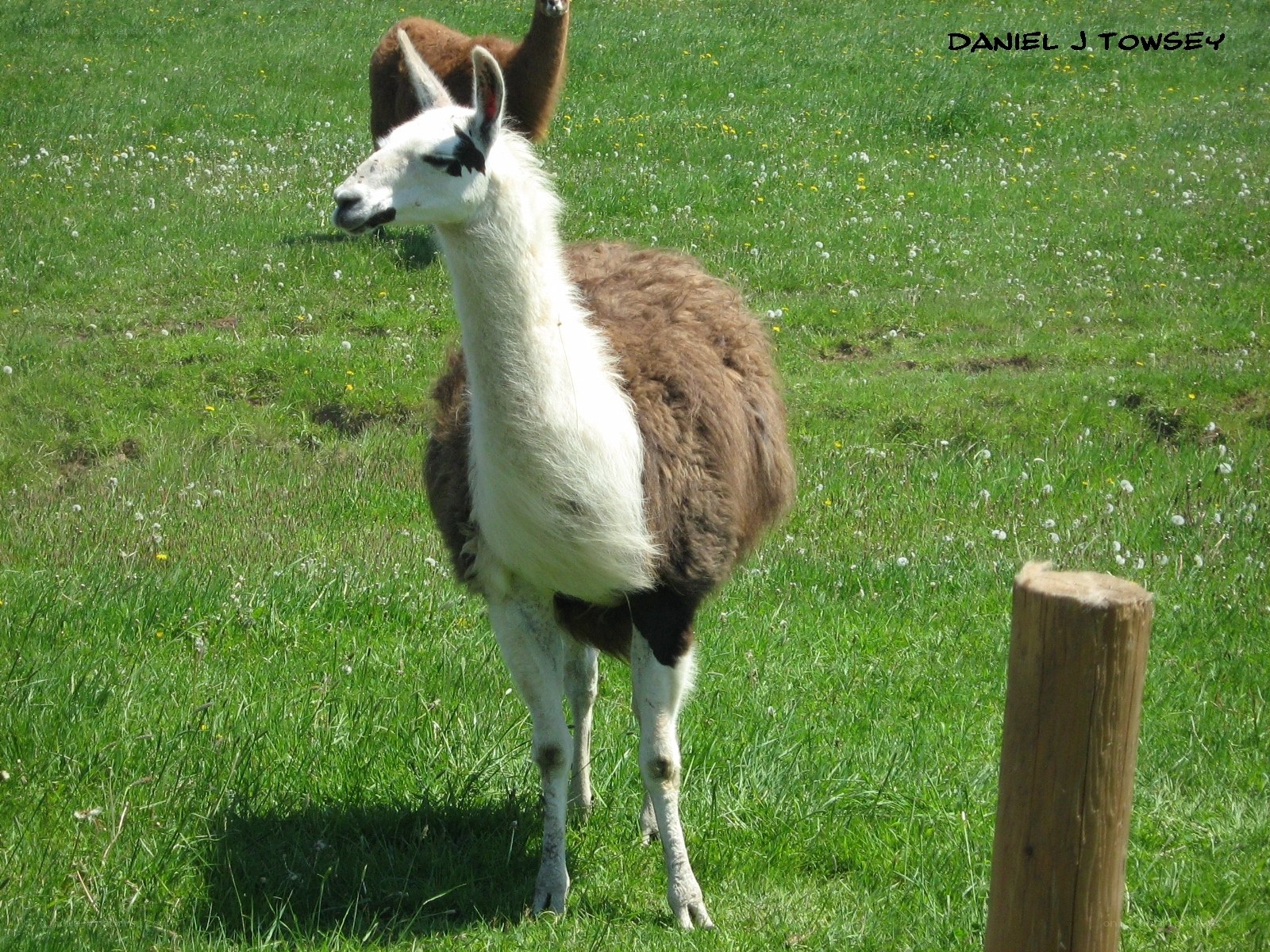 Llama in a grassy field