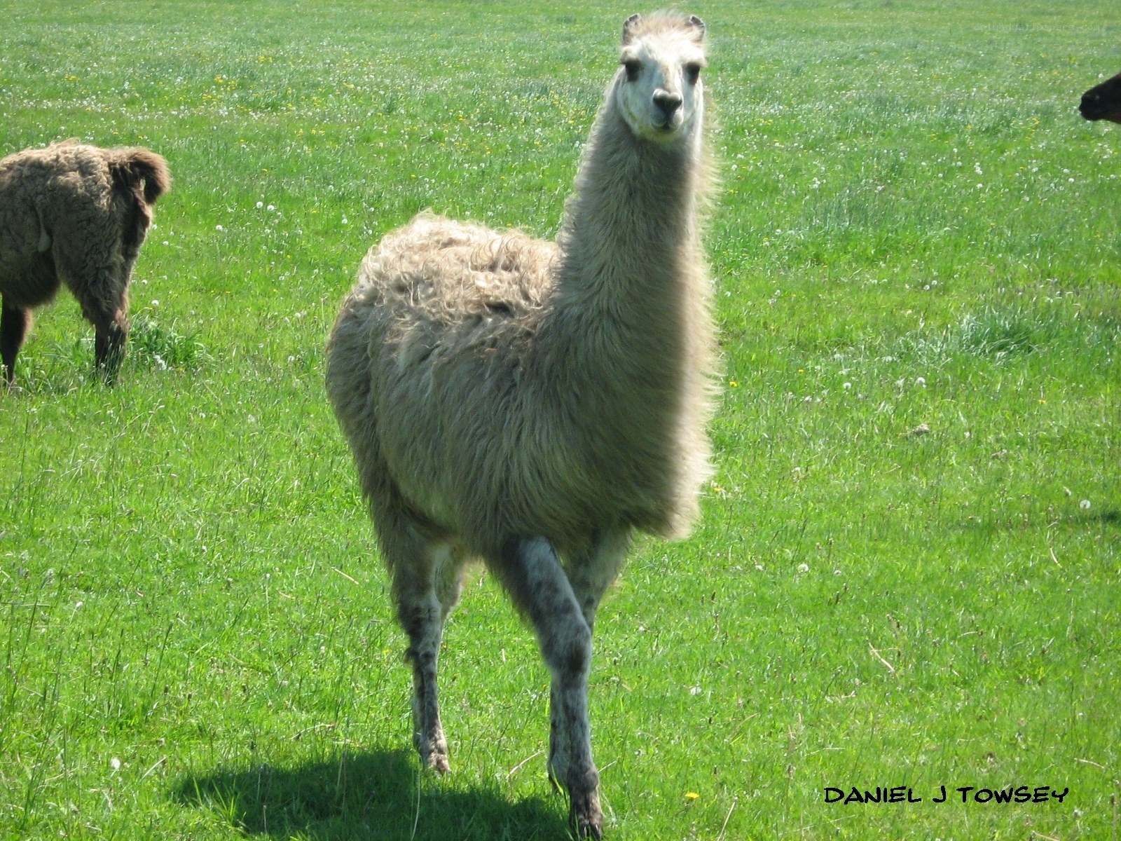 Llama in a grassy field