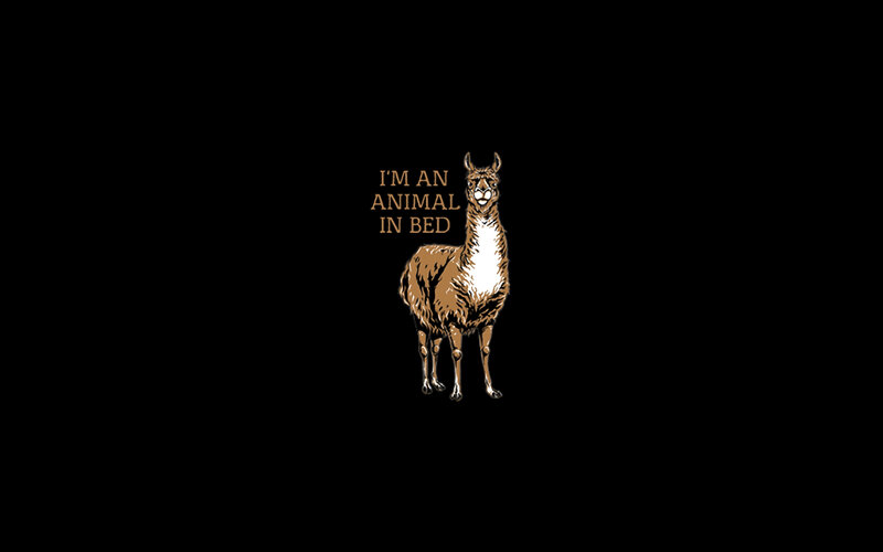 llama in bed
