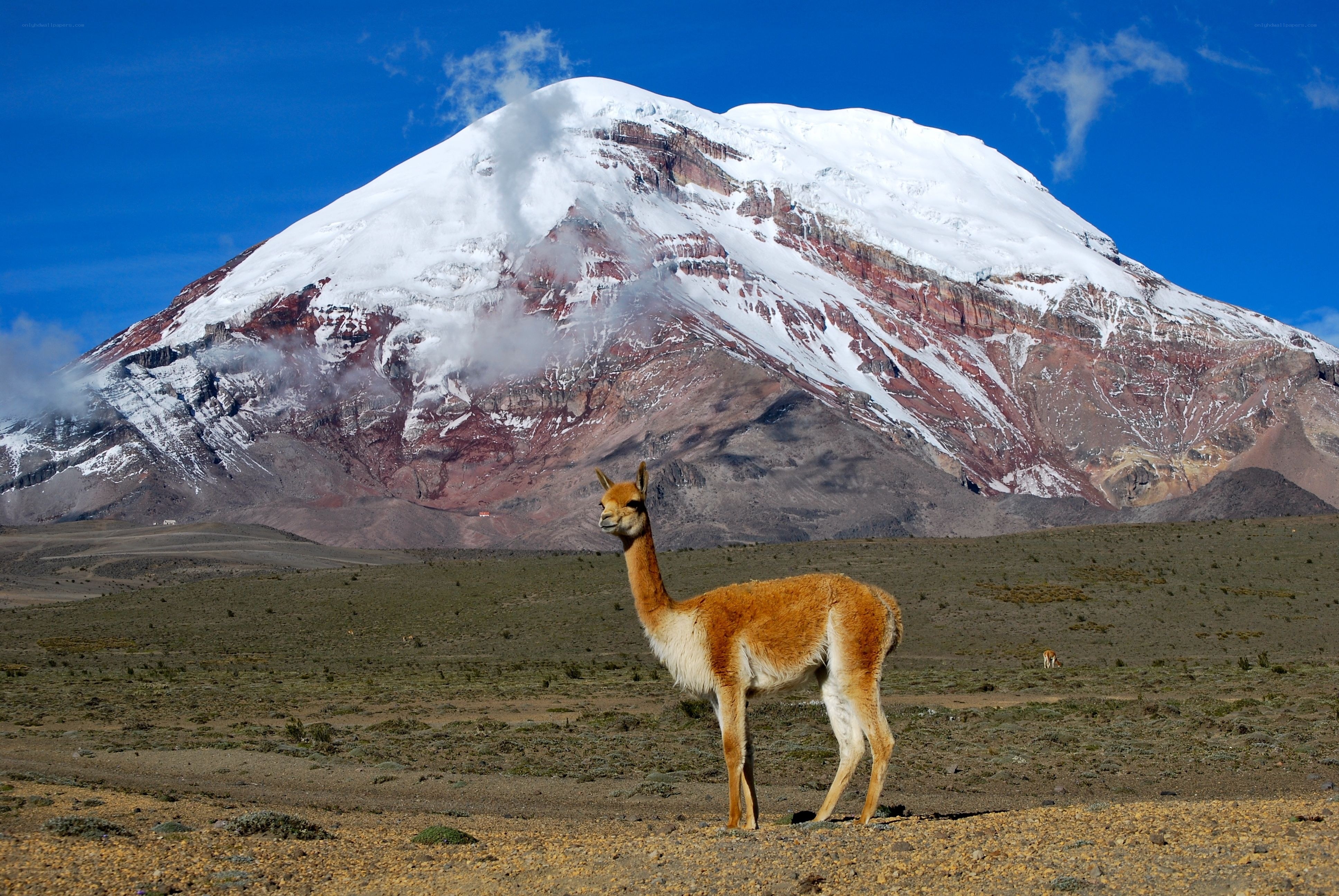 Llama in front of snowy mountain