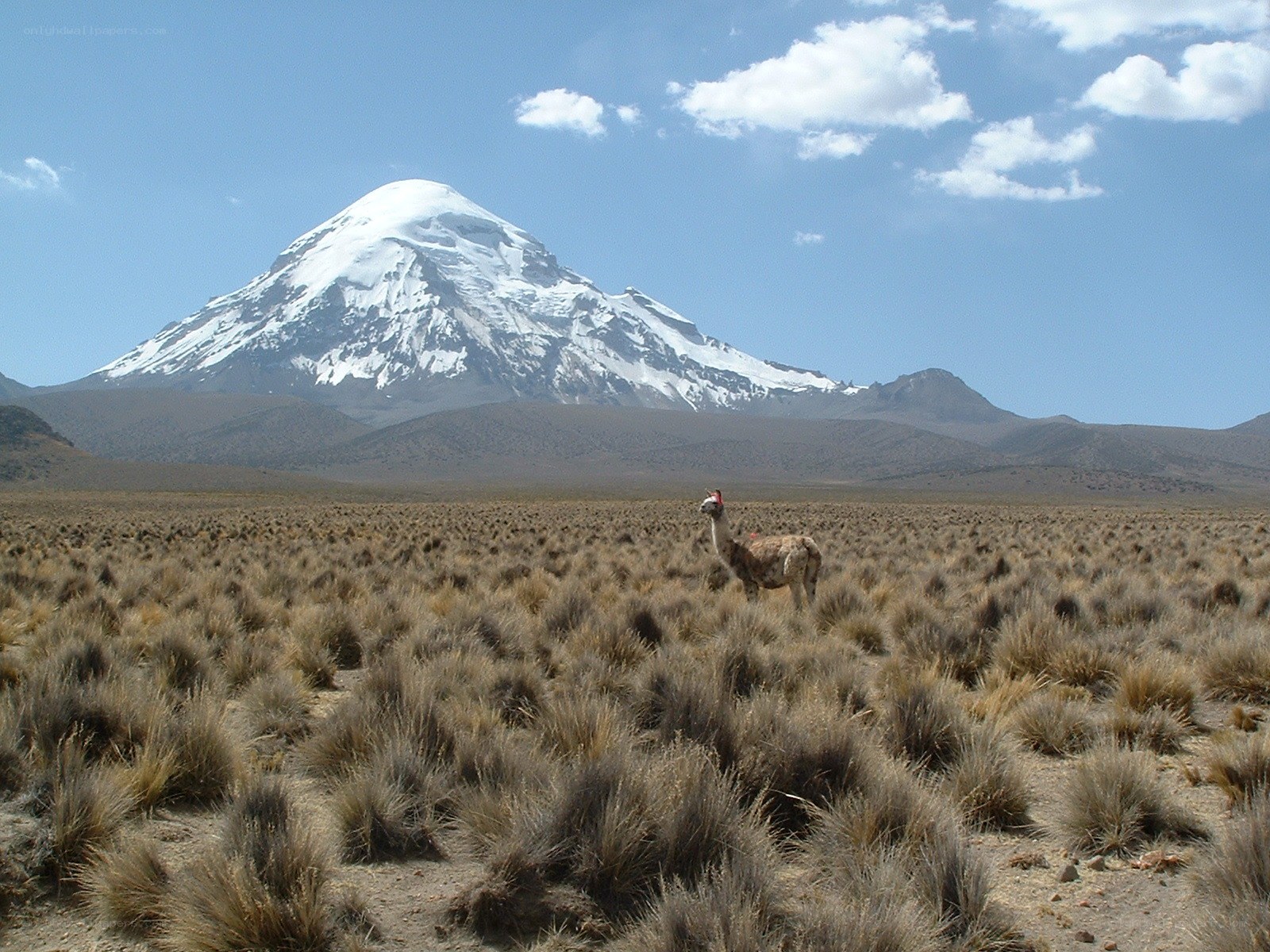 Llama in high-altitude desert