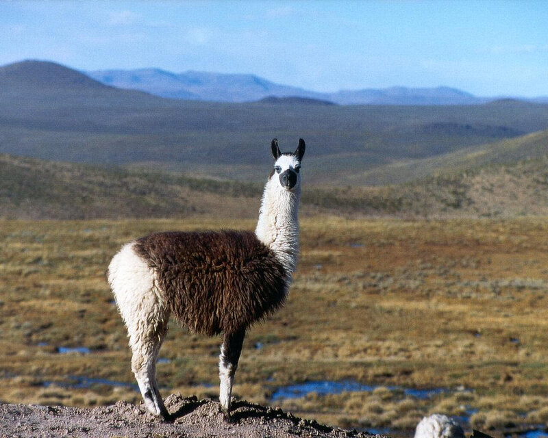 Llama in Highland