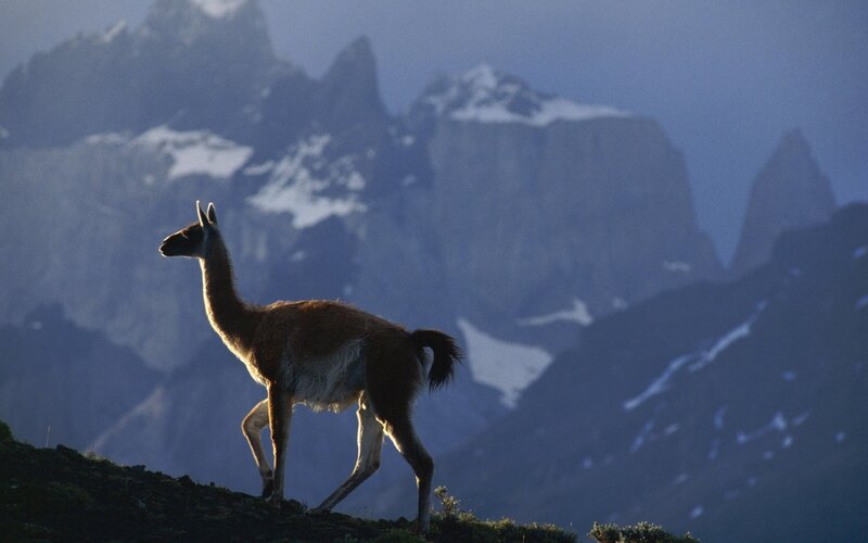 Llama in mountain landscape