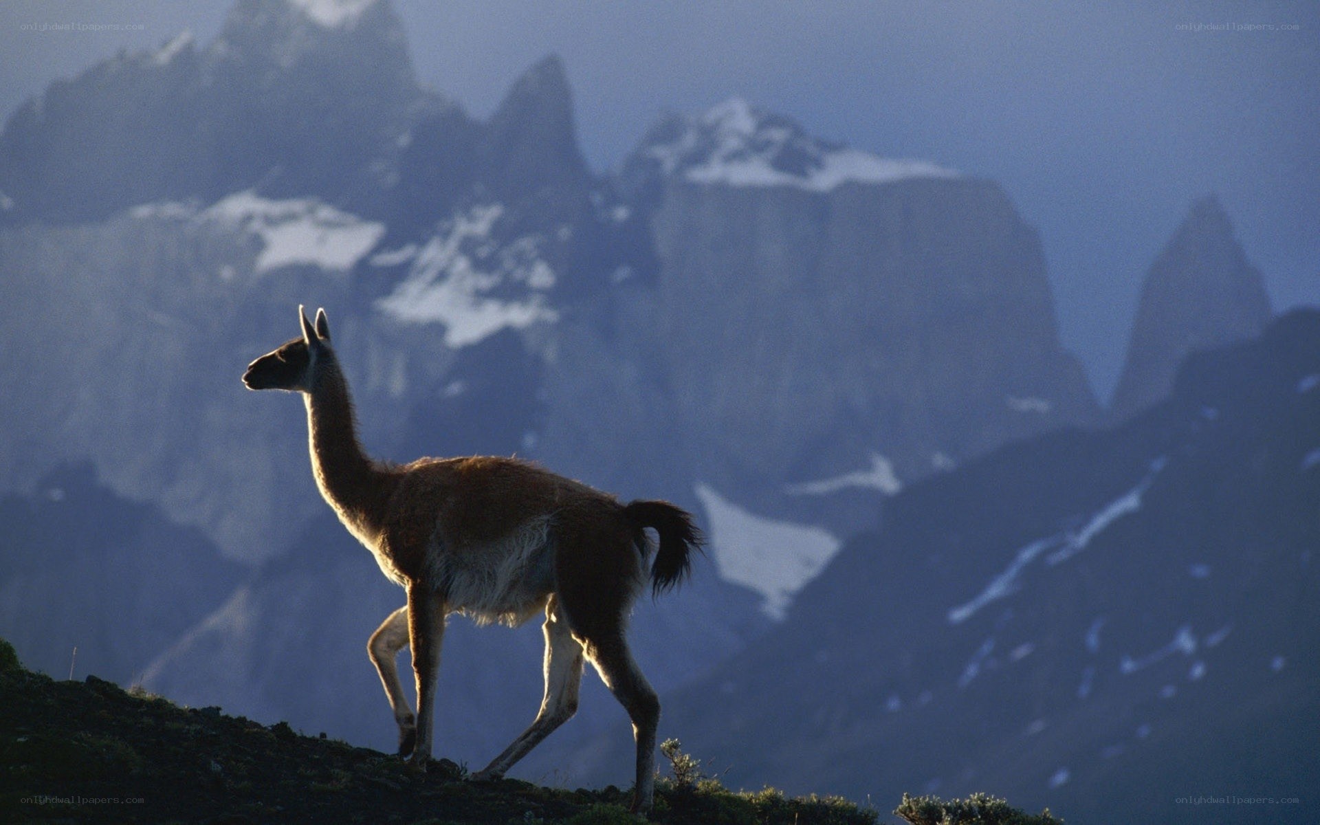Llama in mountain landscape