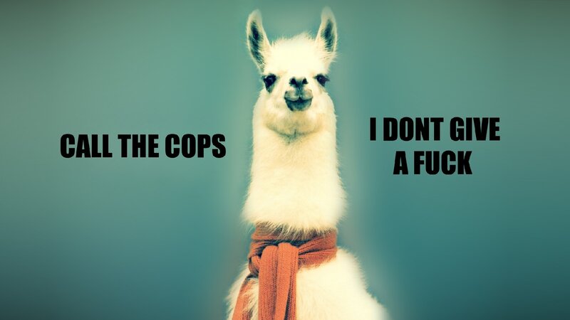 llama meme with text