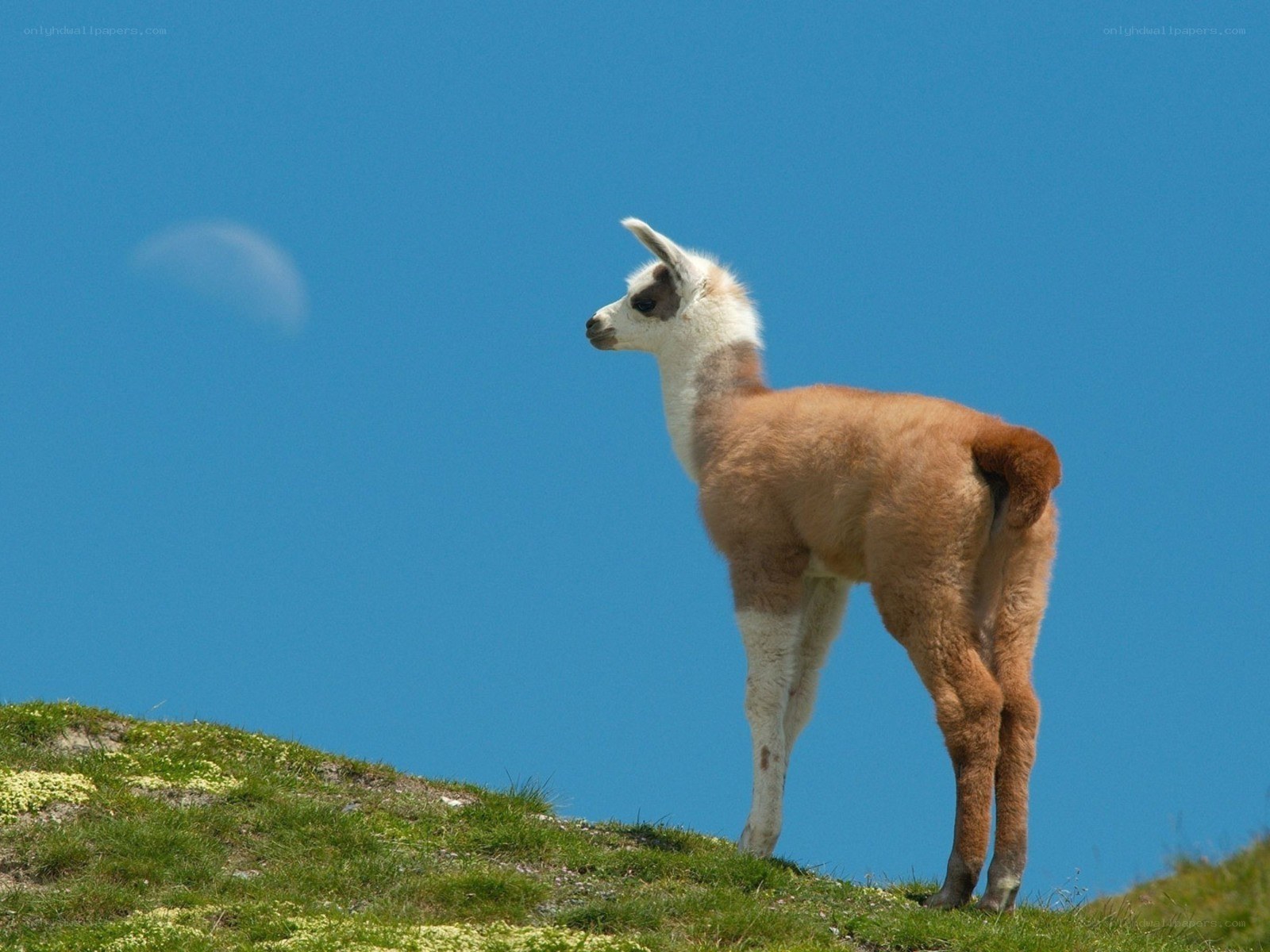 Llama on a grassy hill