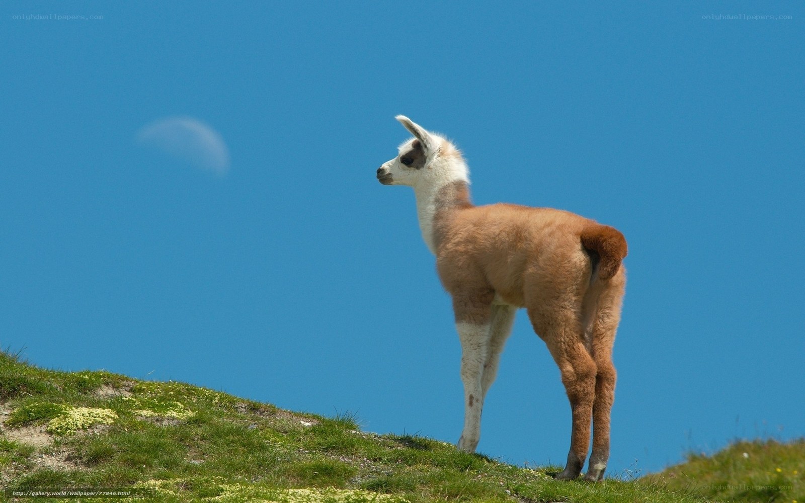 Llama on a grassy hill