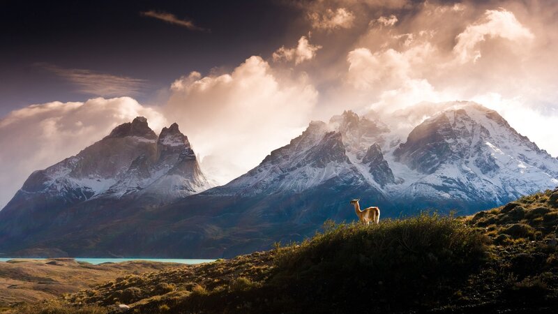 Llama on a Hill — Brown