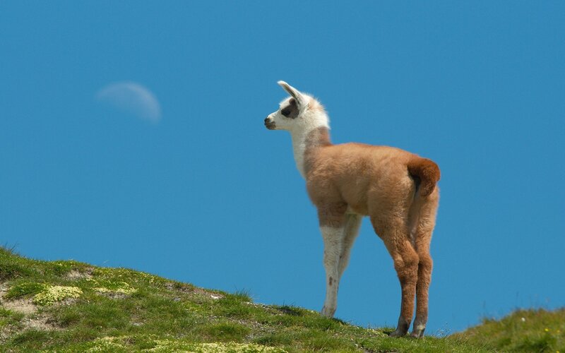 Llama on a Hill