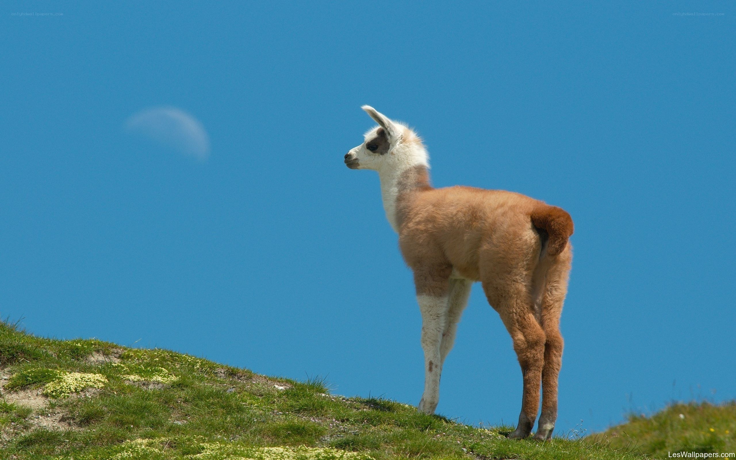Llama on a hill under blue sky