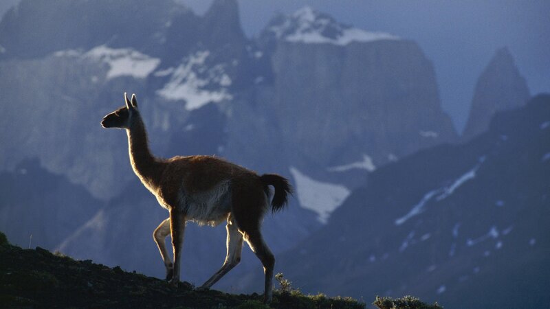 Llama on a mountain ridge