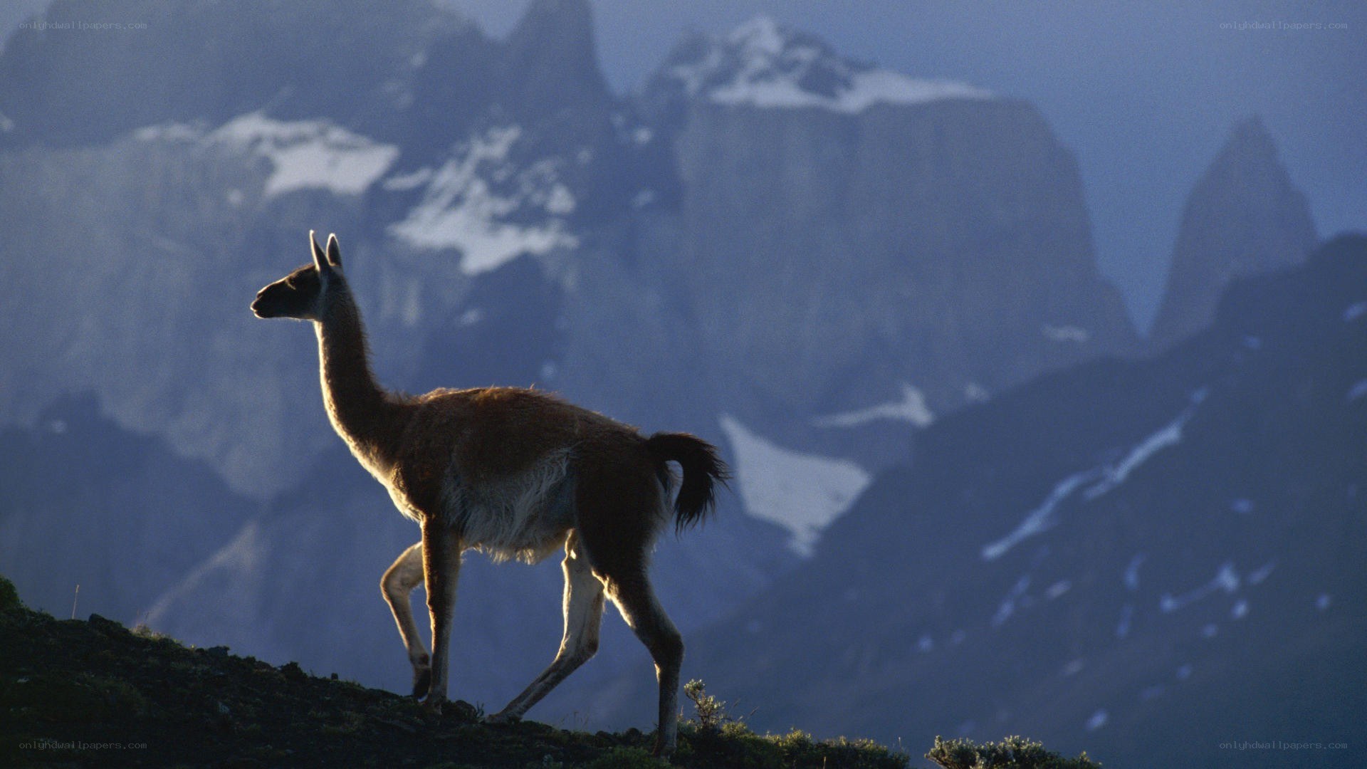 Llama on a mountain ridge
