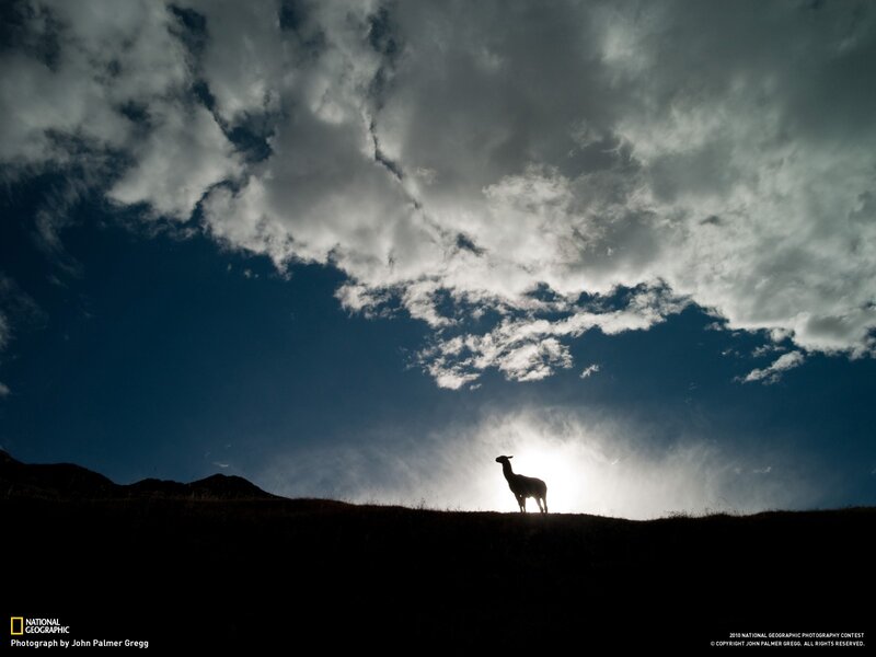 Llama on Hilltop