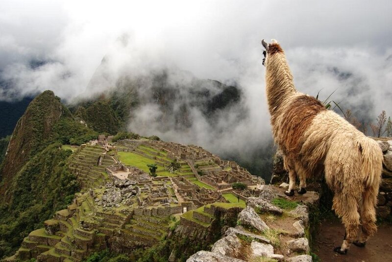 Llama overlooking Machu Picchu