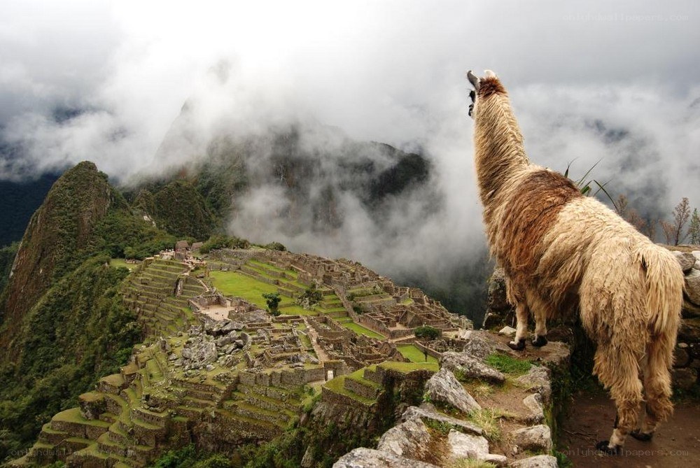 Llama overlooking Machu Picchu