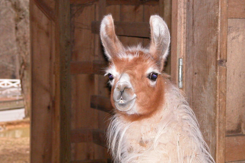 Llama peeking from a barn