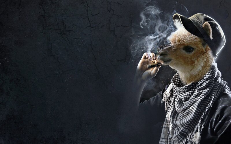 llama smoking a cigarette