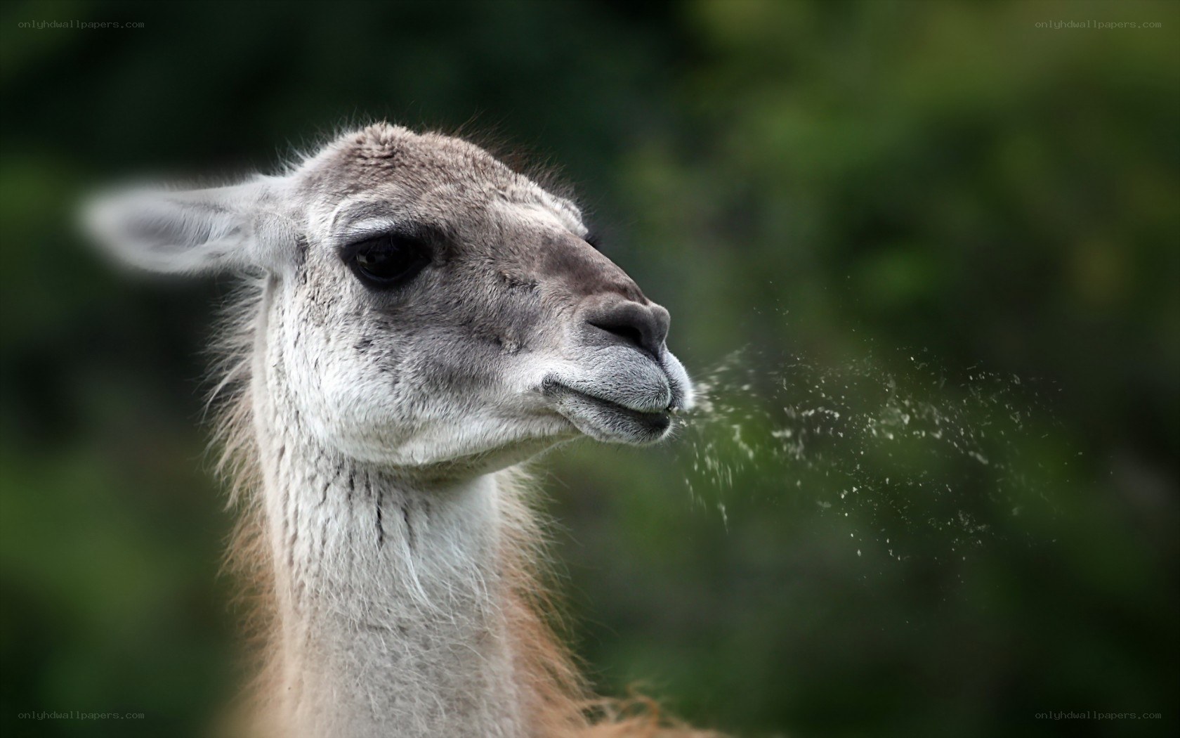 Llama spitting spray