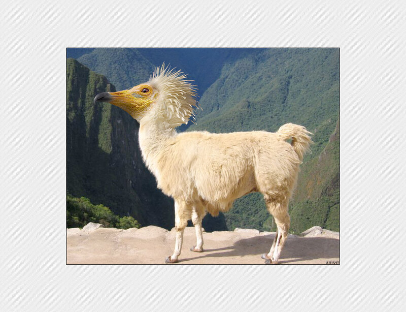 llama with bird head