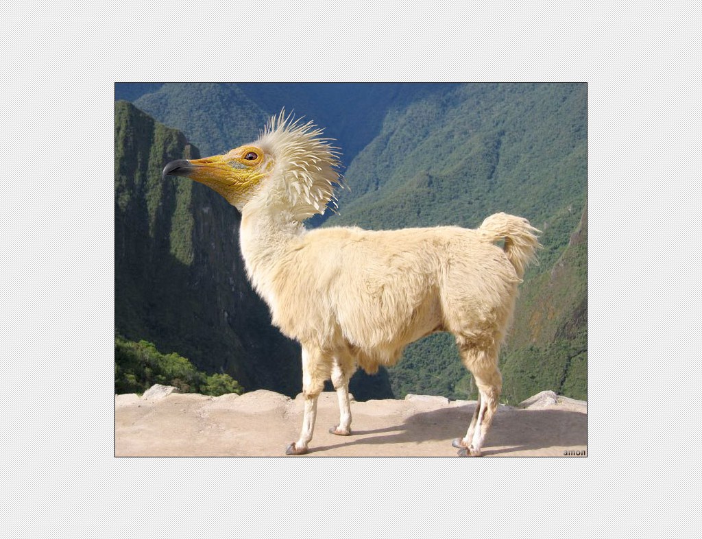 llama with bird head