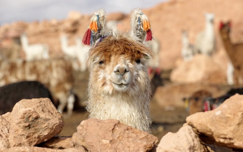 Llama with colorful ear tassels