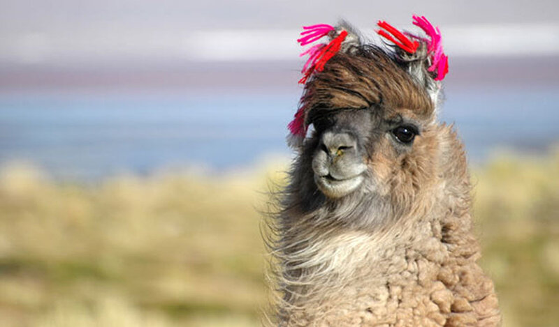 llama with colorful hair ties