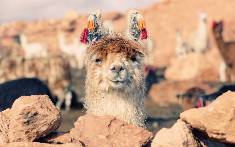 Llama with colorful tassels