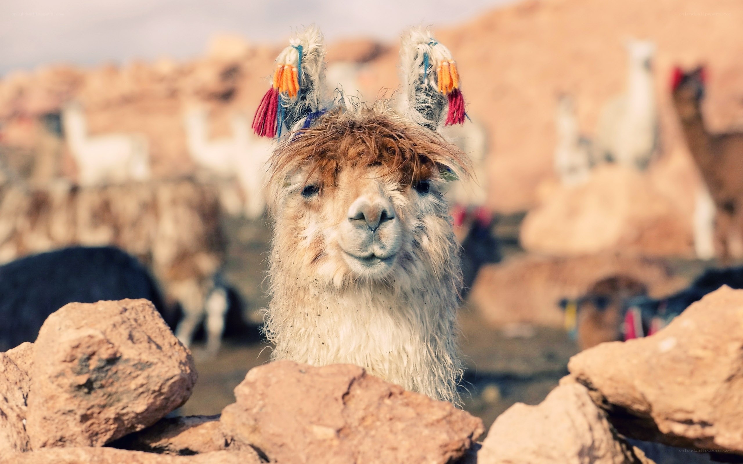 Llama with colorful tassels