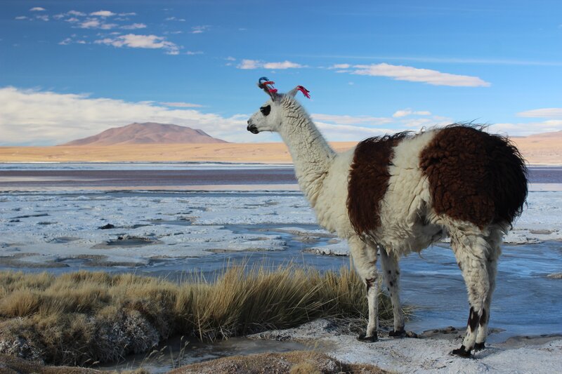Llama with Colorful Tufts