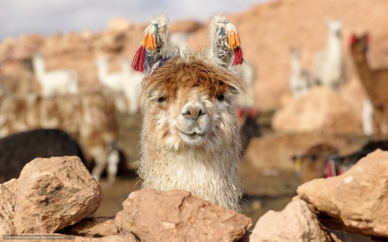 Llama with decorative ears