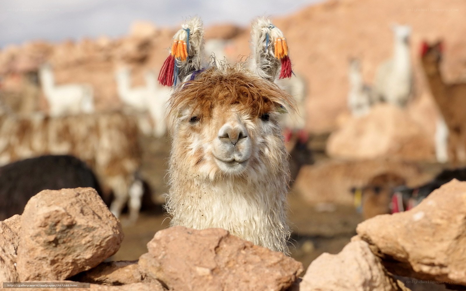 Llama with decorative ears