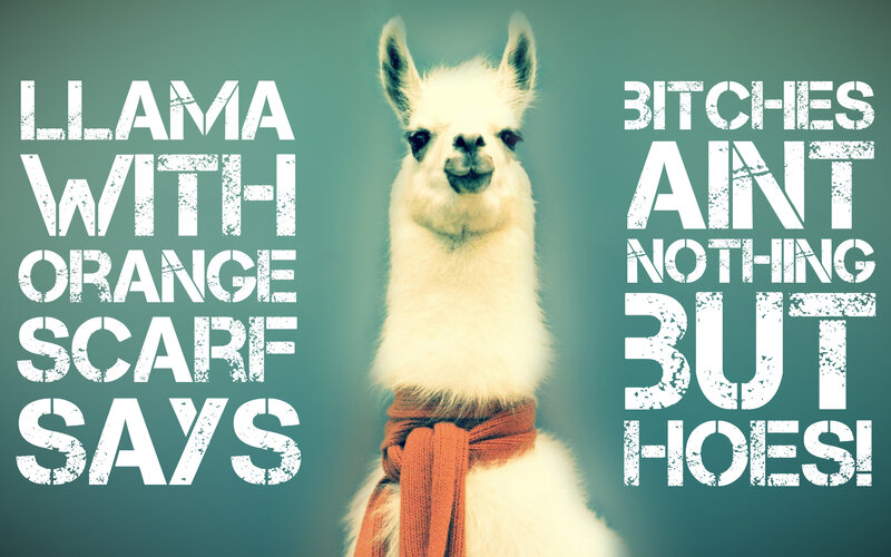 llama with orange scarf