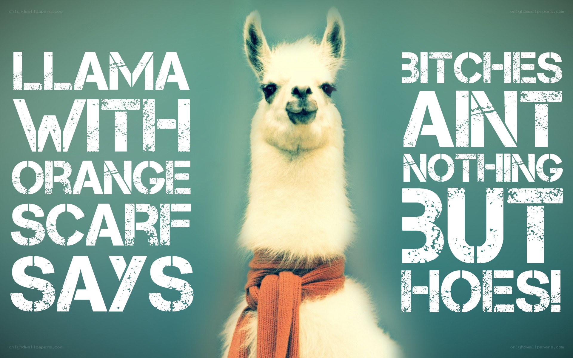 llama with orange scarf
