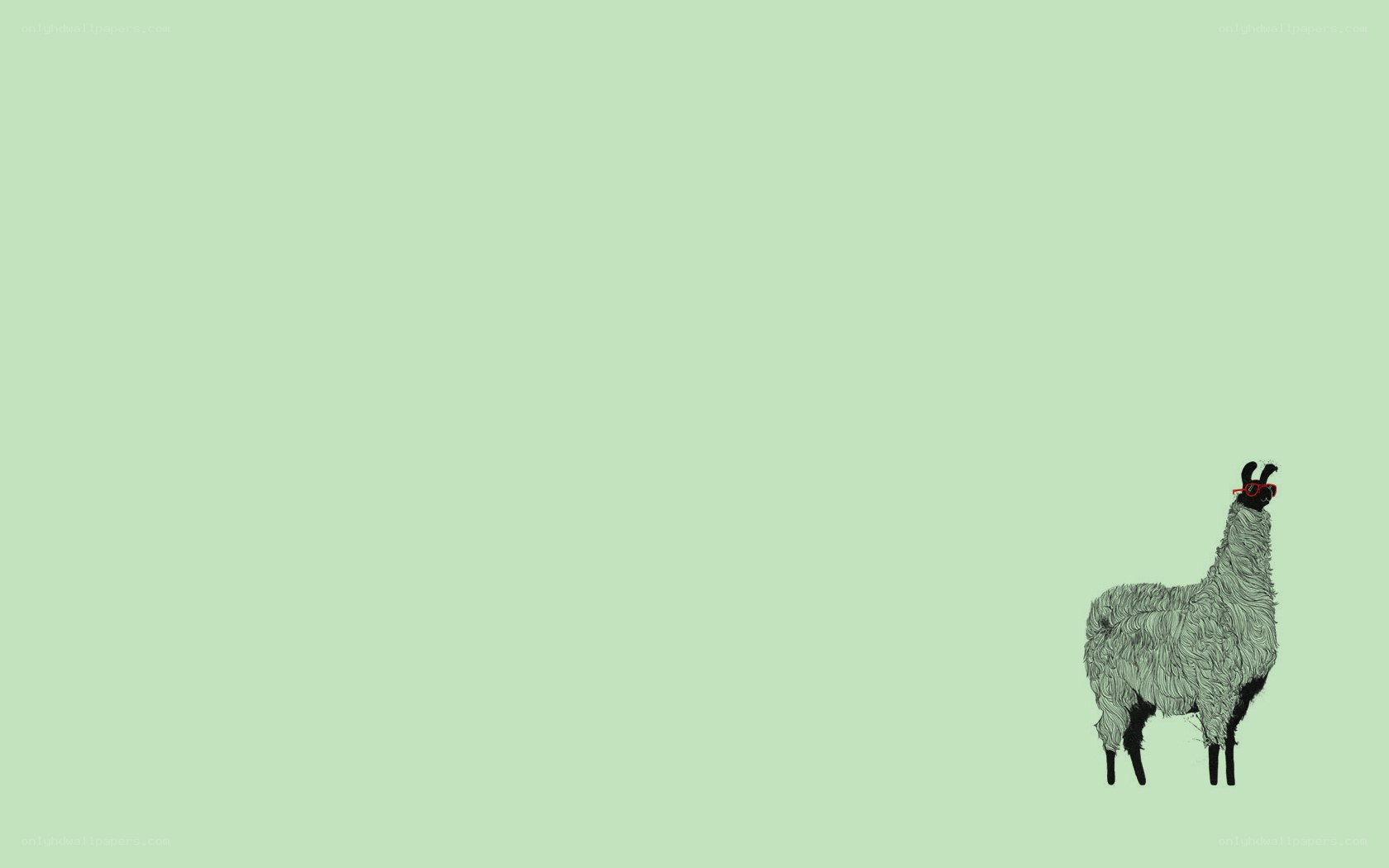 llama with red glasses