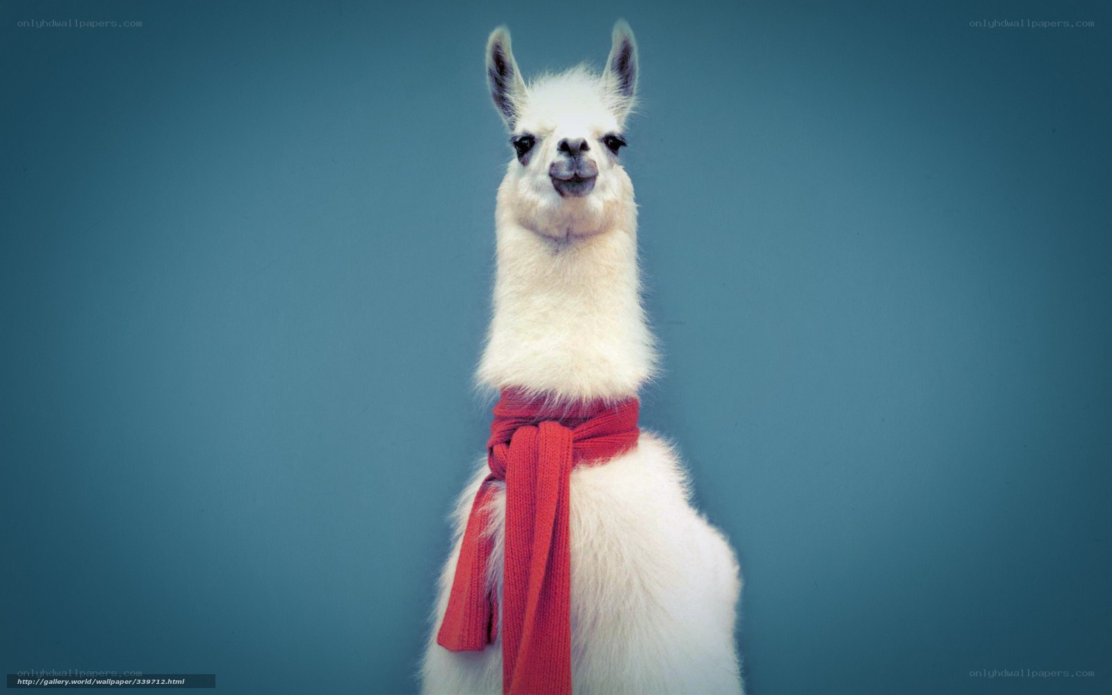 llama with red scarf