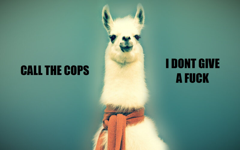 llama with scarf meme