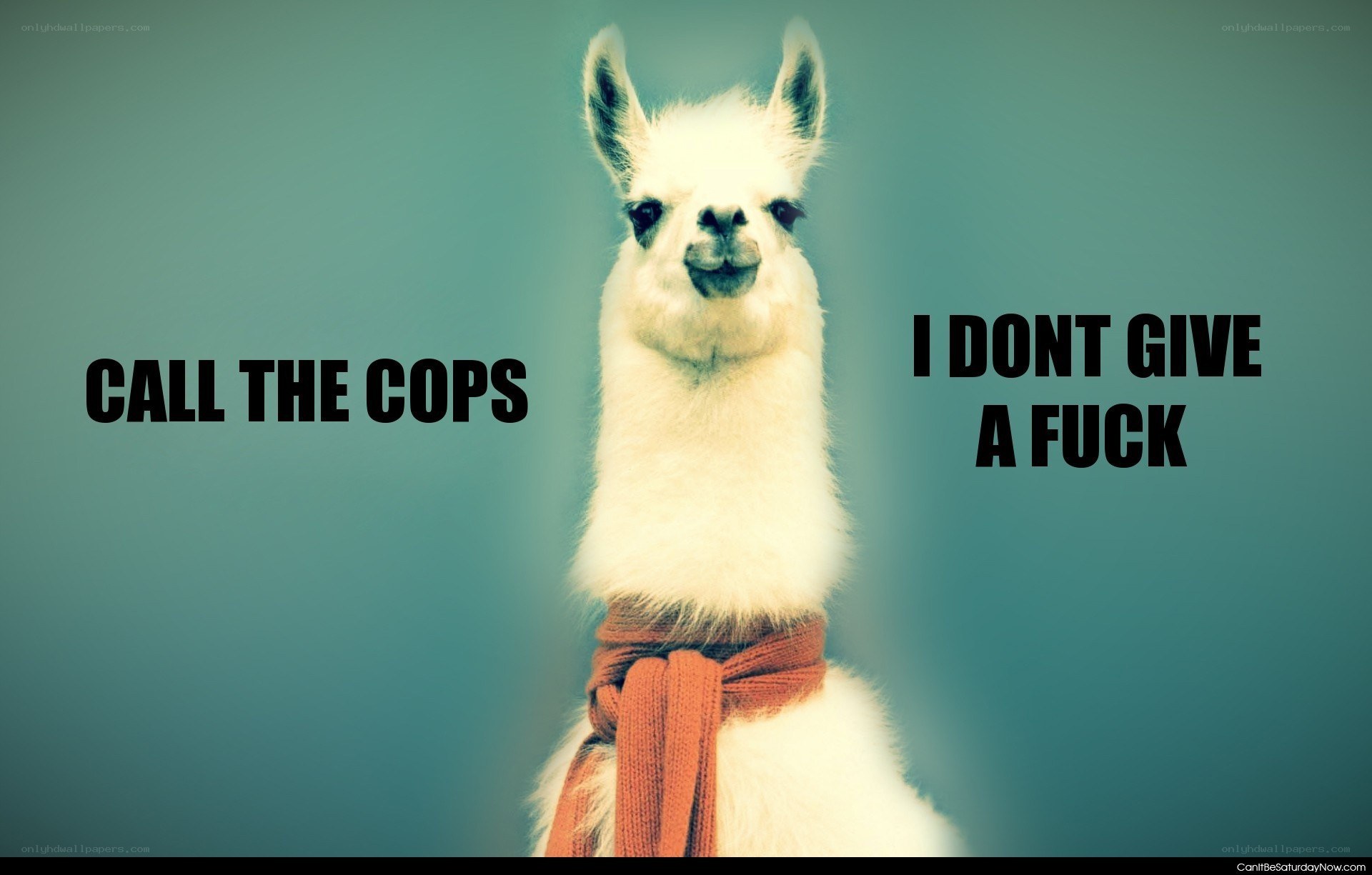 llama with scarf meme