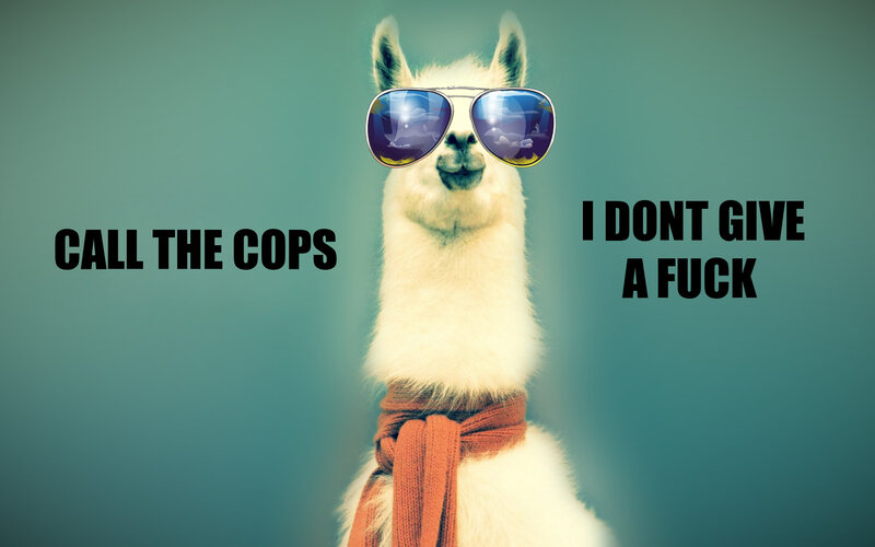 llama with sunglasses meme