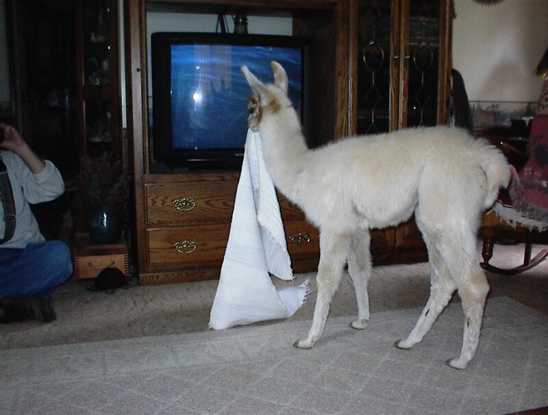 Llama with towel in living room