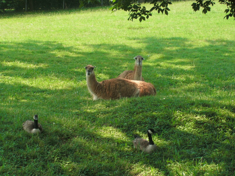 Llamas and geese in a grassy field