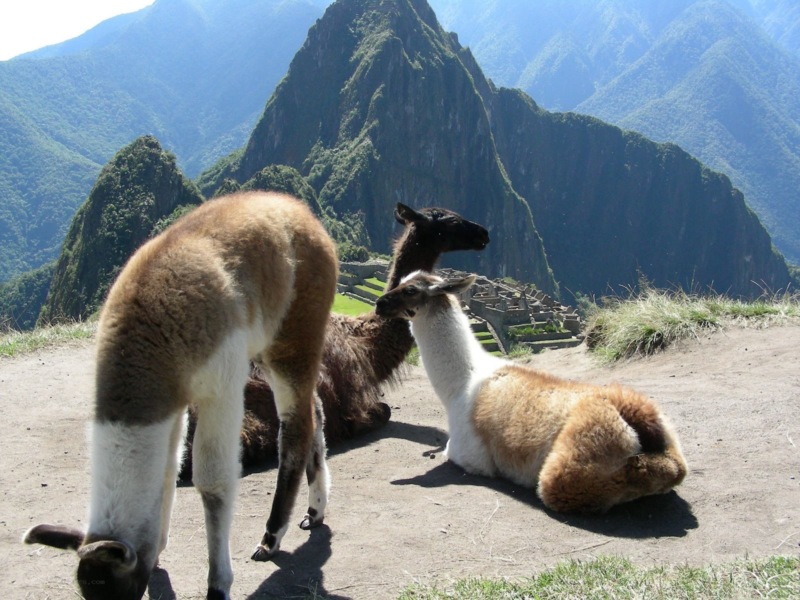 Llamas at Machu Picchu