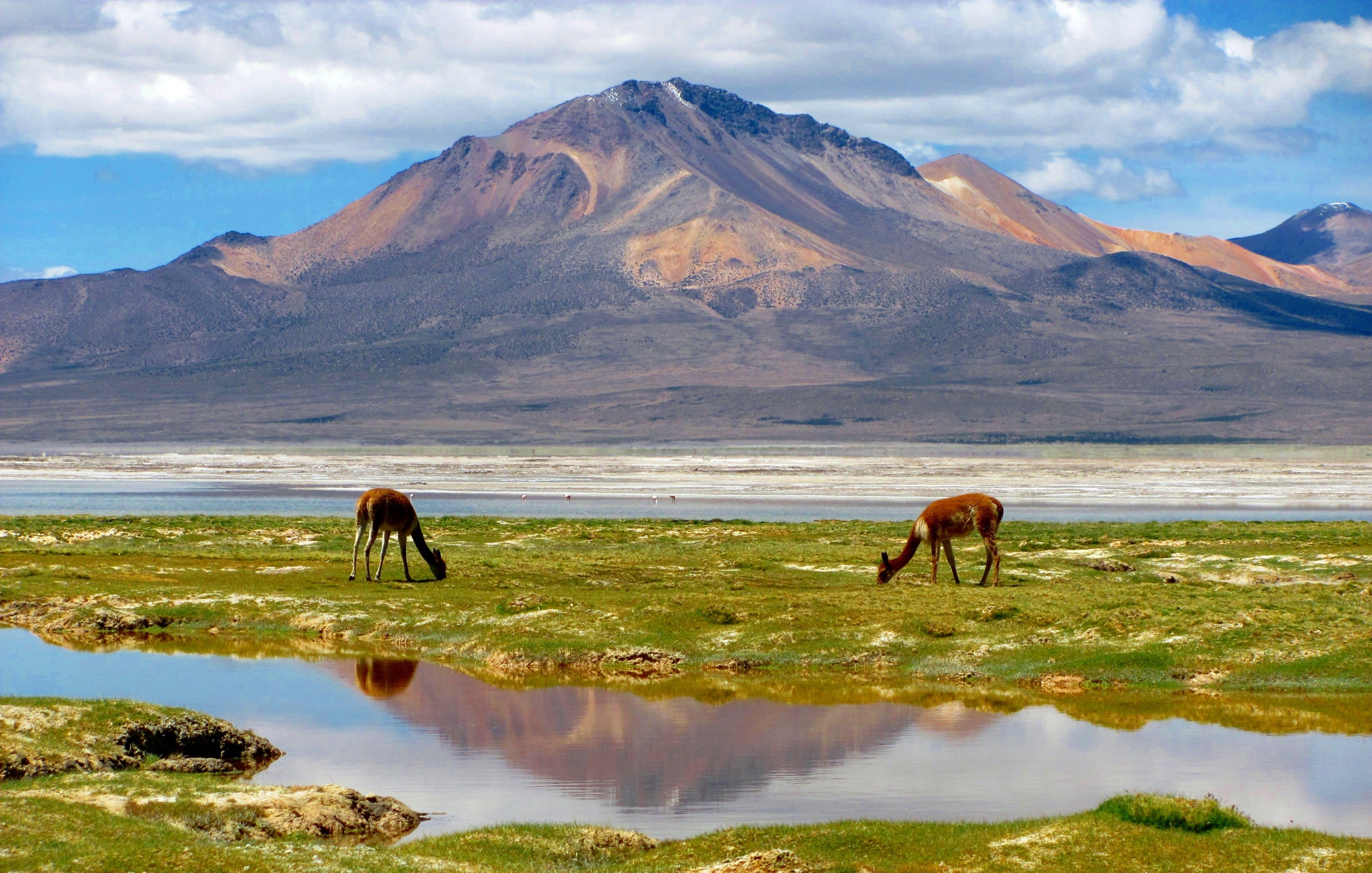 Llamas grazing by a lake