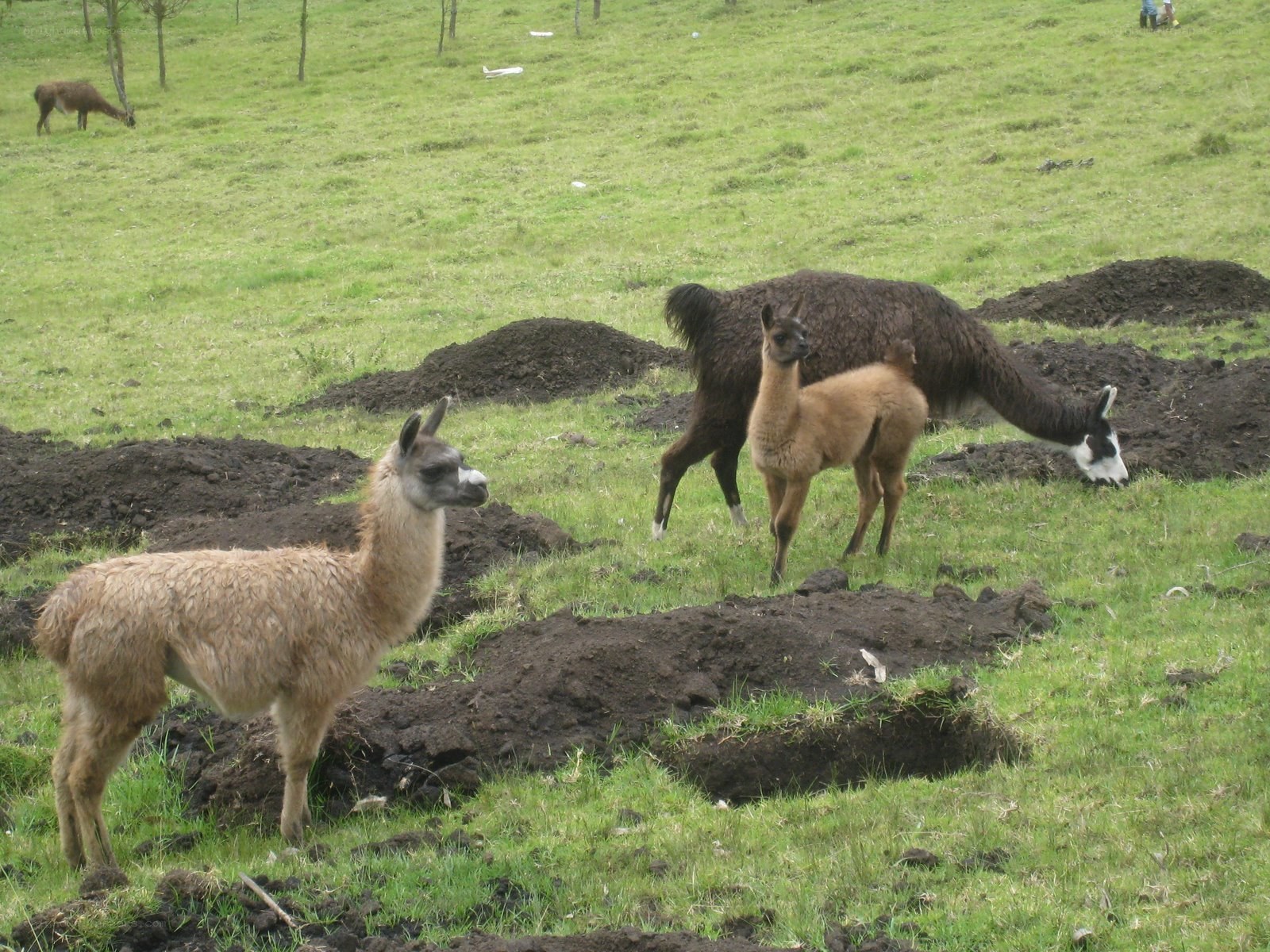 Llamas grazing in a field