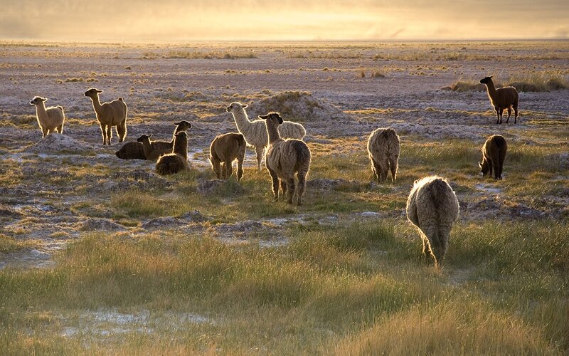 Llamas grazing in a field