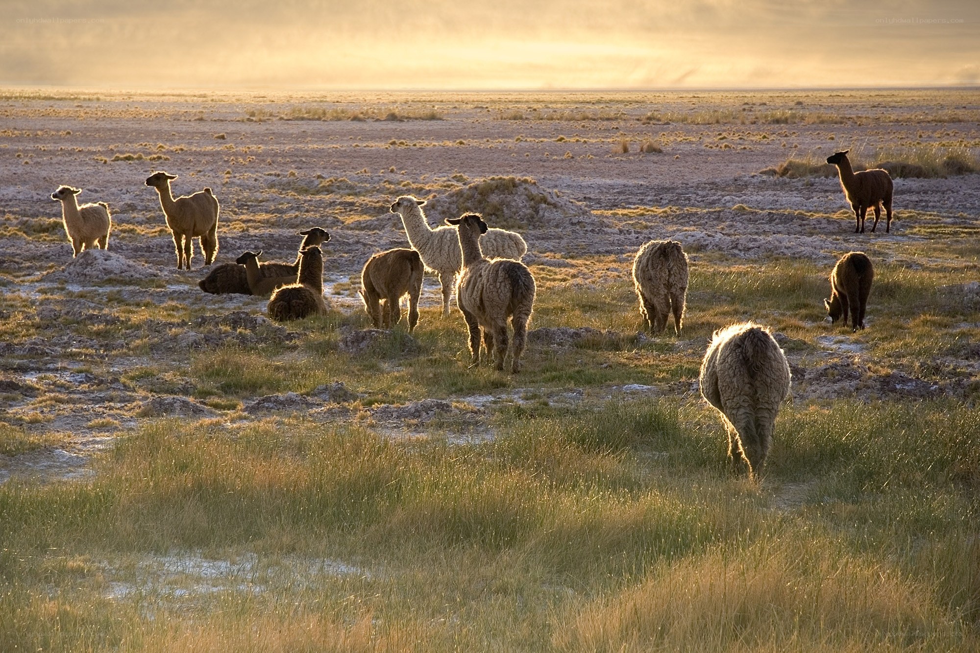 Llamas grazing in a field
